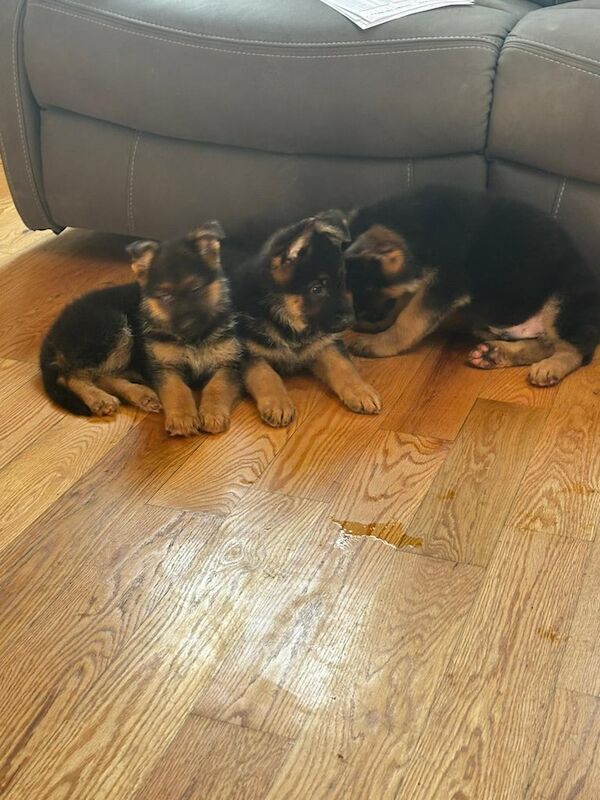Top qaulity German shepherd pups - Image 4 of 5