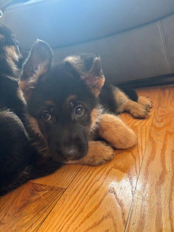 Top qaulity German shepherd pups - Image 5 of 5