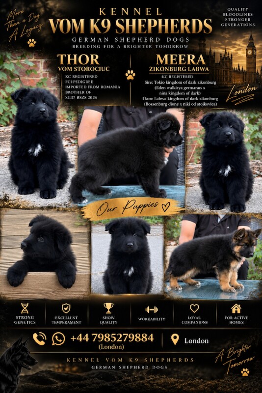 Top Quality Black Long hair German Shepherd Puppies for Sale (KC registered)