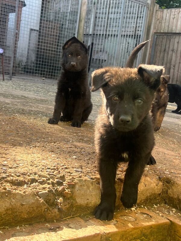 Kennel Club Registered German Shepherd Puppies For Sale