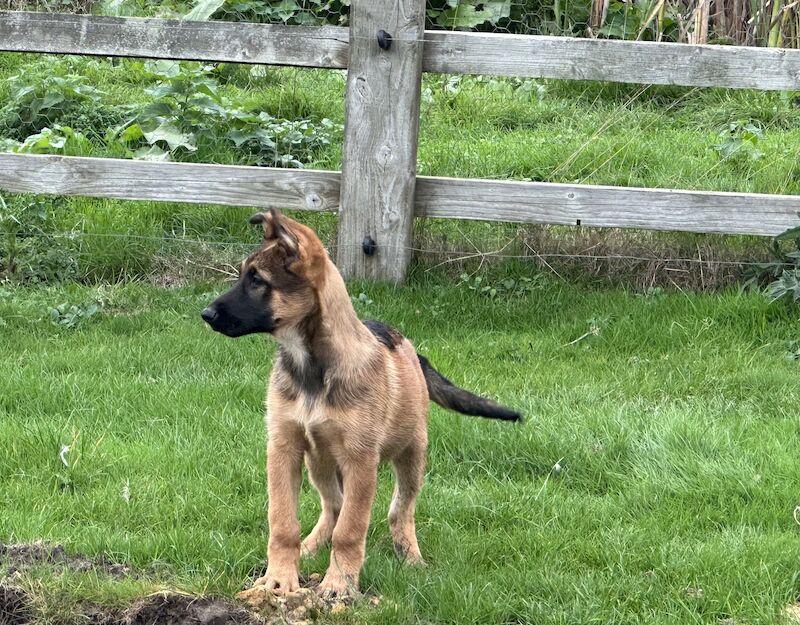 Top quality fci bred German Shepherds for sale in Market Rasen, Lincolnshire