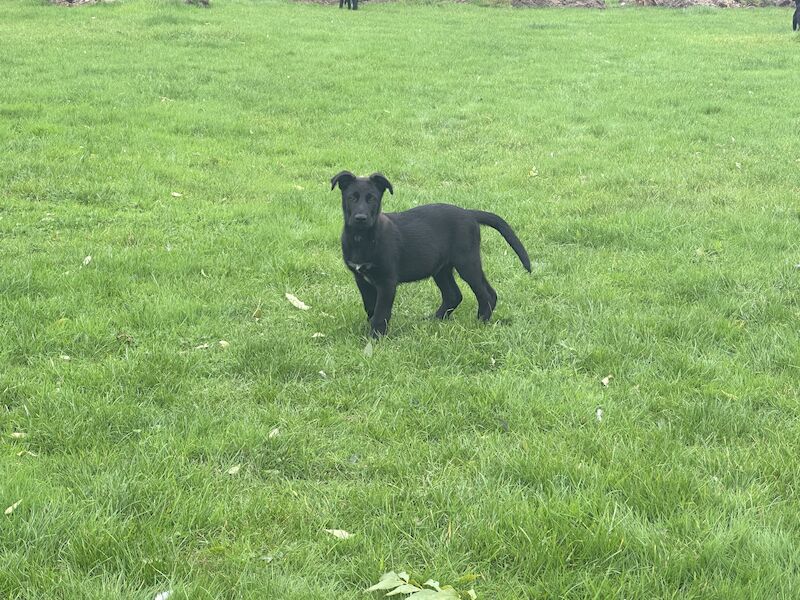 German Shepherd puppies for sale in Market Rasen, Lincolnshire – 2 years old - Image 3 of 11