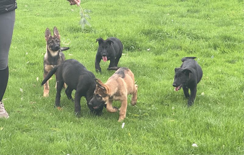 German Shepherd puppies for sale in Market Rasen, Lincolnshire – 2 years old - Image 4 of 11