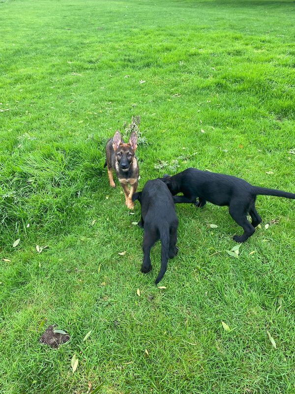 German Shepherd puppies for sale in Market Rasen, Lincolnshire – 2 years old - Image 5 of 11