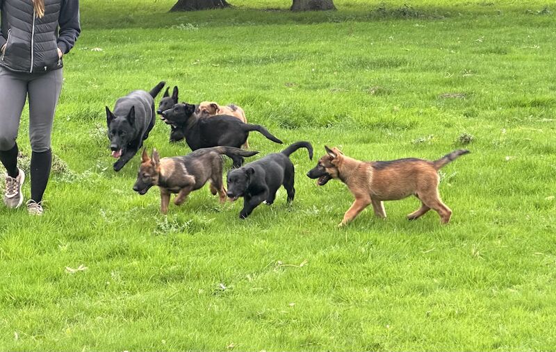 German Shepherd puppies for sale in Market Rasen, Lincolnshire – 2 years old - Image 8 of 11
