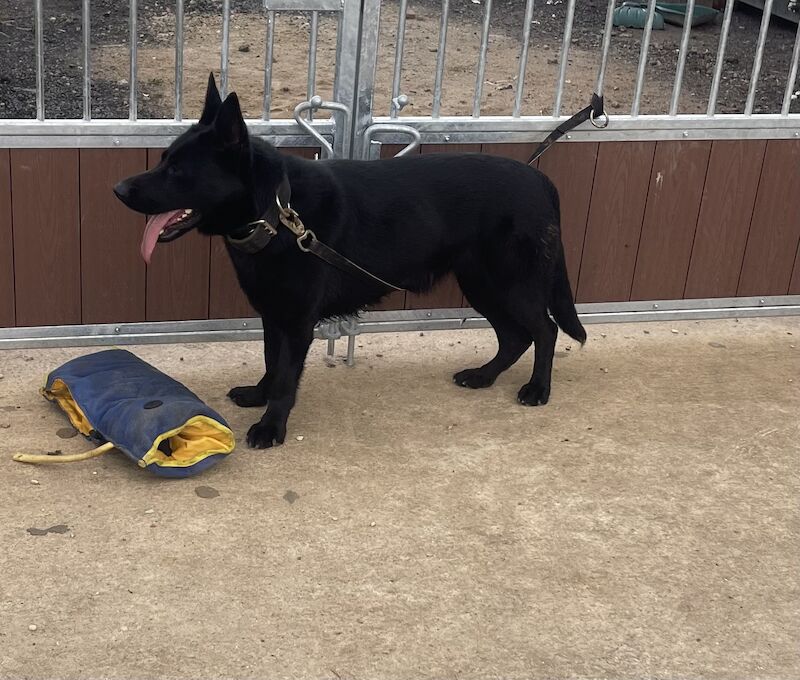 German Shepherd puppies for sale in Market Rasen, Lincolnshire – 2 years old - Image 9 of 11