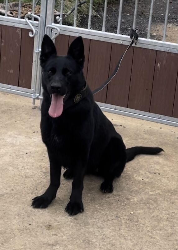 German Shepherd puppies for sale in Market Rasen, Lincolnshire – 2 years old - Image 10 of 11