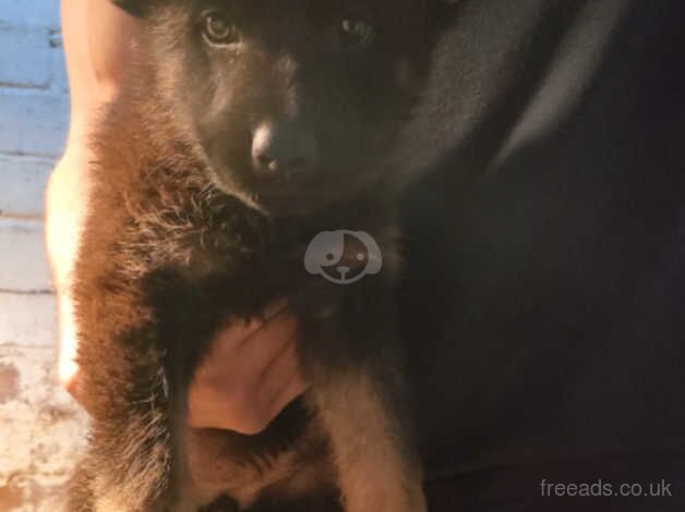 German Shepherd puppies for sale in Birmingham, West Midlands – 1 year old - Image 2 of 5