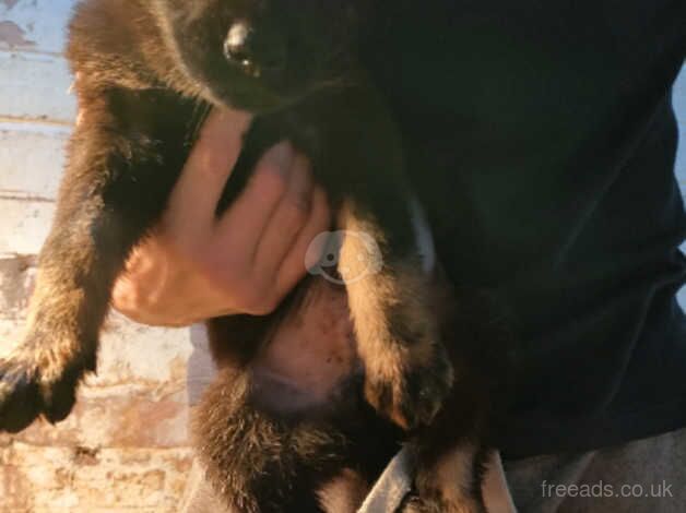German Shepherd puppies for sale in Birmingham, West Midlands – 1 year old - Image 3 of 5