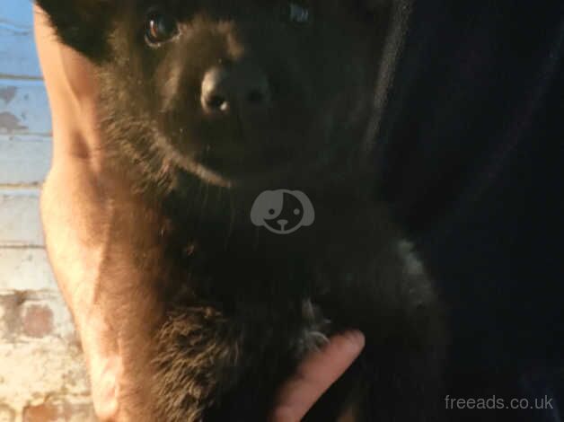 German Shepherd puppies for sale in Birmingham, West Midlands – 1 year old - Image 4 of 5