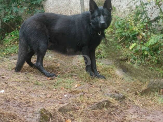 German Shepherd puppies for sale in Birmingham, West Midlands – 1 year old - Image 5 of 5