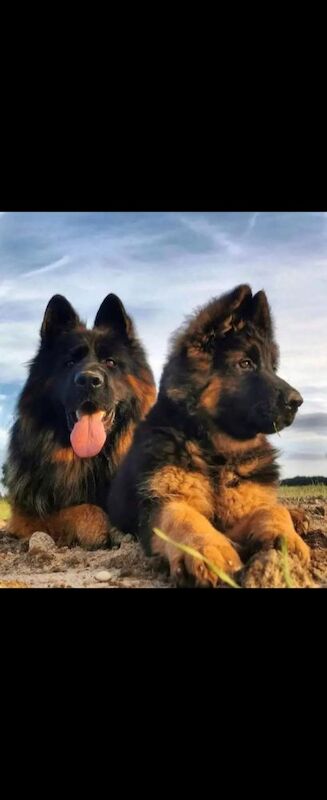 German Shepherd puppies for sale in Canterbury, Kent – KC registered, 1 minute old