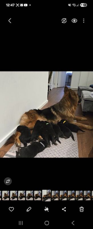 German Shepherd puppies for sale in Canterbury, Kent – KC registered, 9 hours old - Image 2 of 11