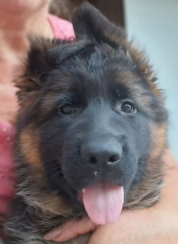 German Shepherd puppies for sale in Canterbury, Kent – KC registered, 9 hours old - Image 3 of 11