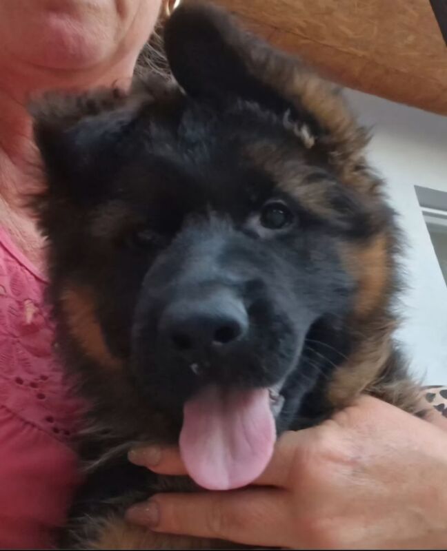 German Shepherd puppies for sale in Canterbury, Kent – KC registered, 9 hours old - Image 4 of 11