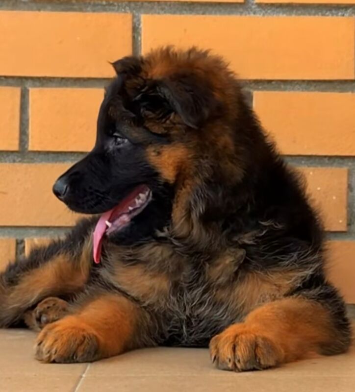 German Shepherd puppies for sale in Canterbury, Kent – KC registered, 9 hours old - Image 5 of 11