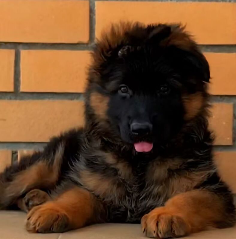 German Shepherd puppies for sale in Canterbury, Kent – KC registered, 9 hours old - Image 6 of 11