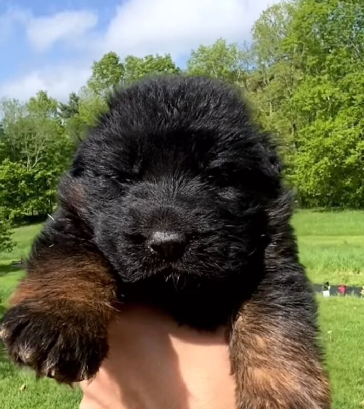 German Shepherd puppies for sale in Canterbury, Kent – KC registered, 9 hours old - Image 7 of 11