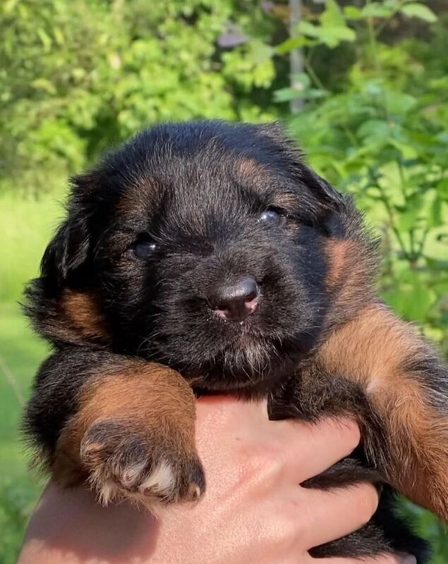 German Shepherd puppies for sale in Canterbury, Kent – KC registered, 9 hours old - Image 8 of 11