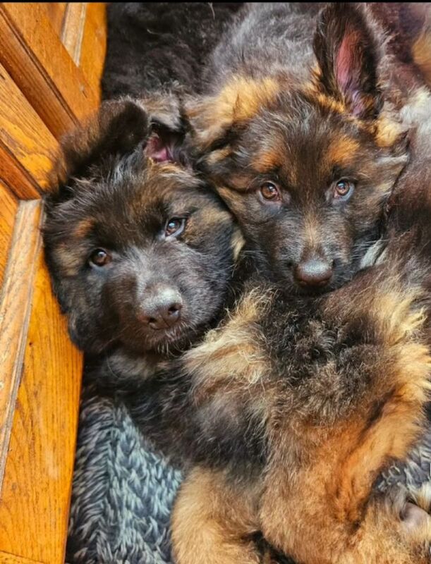 German Shepherd puppies for sale in Canterbury, Kent – KC registered, 9 hours old - Image 9 of 11