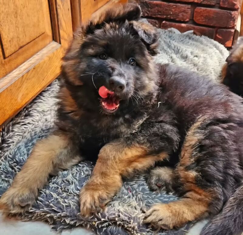 German Shepherd puppies for sale in Canterbury, Kent – KC registered, 9 hours old - Image 11 of 11