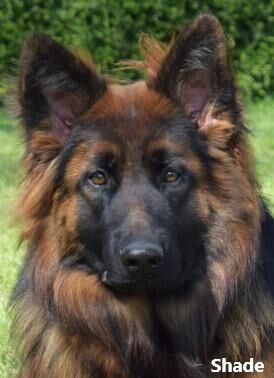 Top Quality Red & Black Longcoated GSD Pups for sale in Horncastle, Lincolnshire - Image 1
