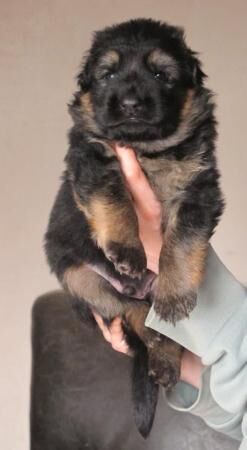 Top Quality Red & Black Longcoated GSD Pups for sale in Horncastle, Lincolnshire - Image 2