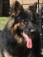Top Quality Red & Black Longcoated GSD Pups for sale in Horncastle, Lincolnshire - Image 3