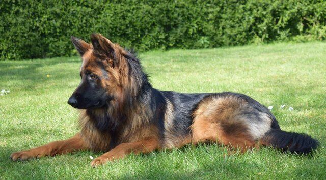 Top Quality Red & Black Longcoated GSD Pups for sale in Horncastle, Lincolnshire - Image 4