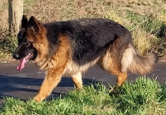 German Shepherd puppies for sale in Birmingham, West Midlands – 1 year old