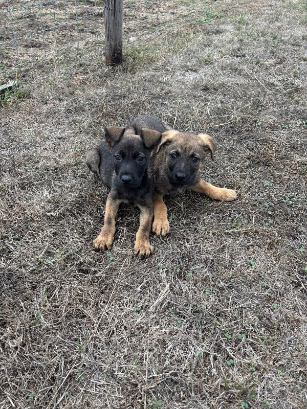 Two Adorable German Shepherd Puppies Looking for a New Home