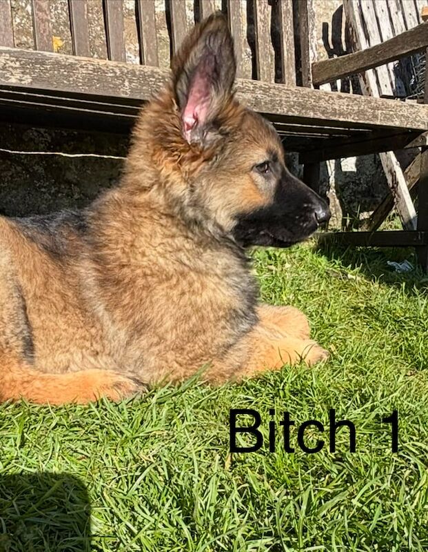 Two bitch German shepherd puppies READY NOW for sale in Belford, Northumberland