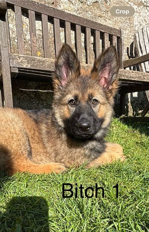 Two bitch German shepherd puppies READY NOW for sale in Belford, Northumberland | Image 2