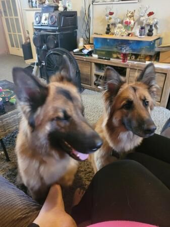 German Shepherd puppies for sale in Alvaston, Derbyshire – 4 years old - Image 1 of 5
