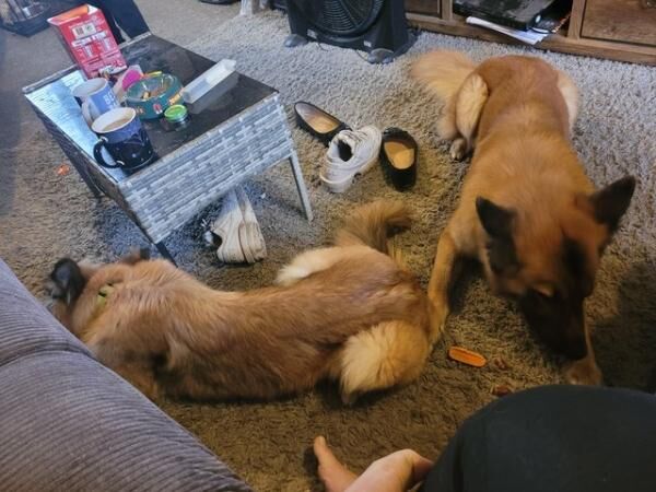 Two gorgeous german shepherds for rehome for sale in Alvaston, Derbyshire - Image 3