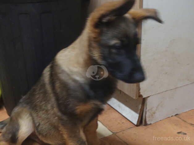 German Shepherd Puppies for sale in Bedfordshire