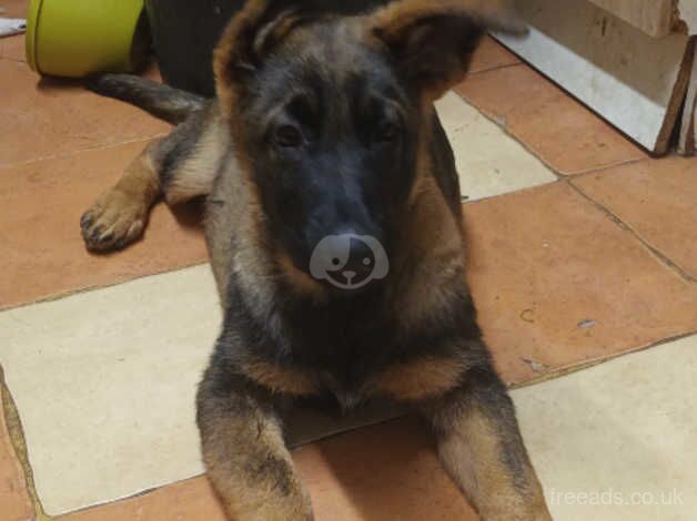 German Shepherds for sale in Luton, Bedfordshire