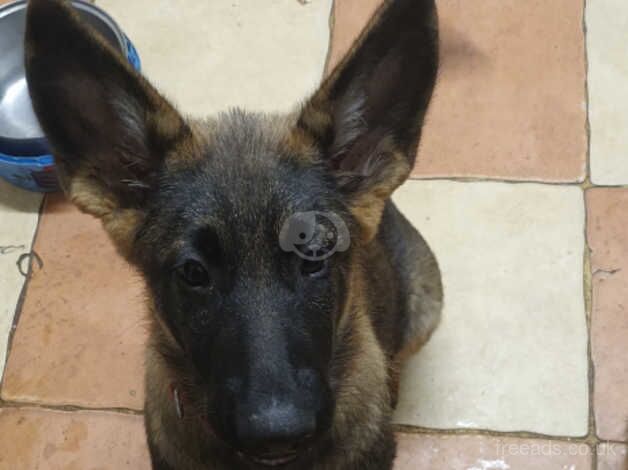 German Shepherd Puppies for sale in Bedfordshire
