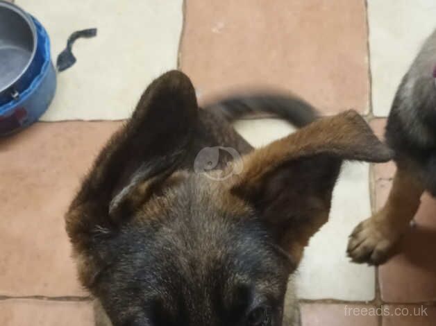 German Shepherd Puppies for sale