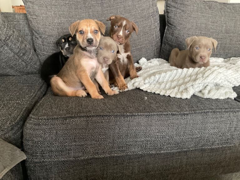 German Shepherd puppies for sale in Worthing, West Sussex – 8 weeks old