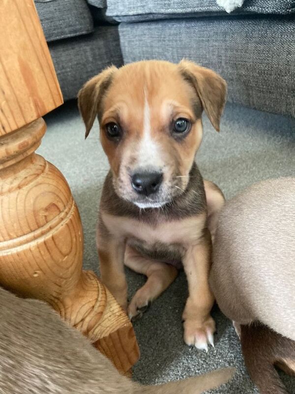 unique staffie x German shepherd pups - Image 4 of 4