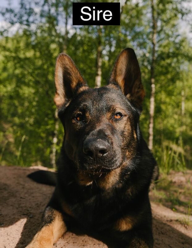 Uniquely Outstanding Czech Line German Shepherd X Working Line Labrador Retriever Puppies for sale in Arnold, Nottinghamshire