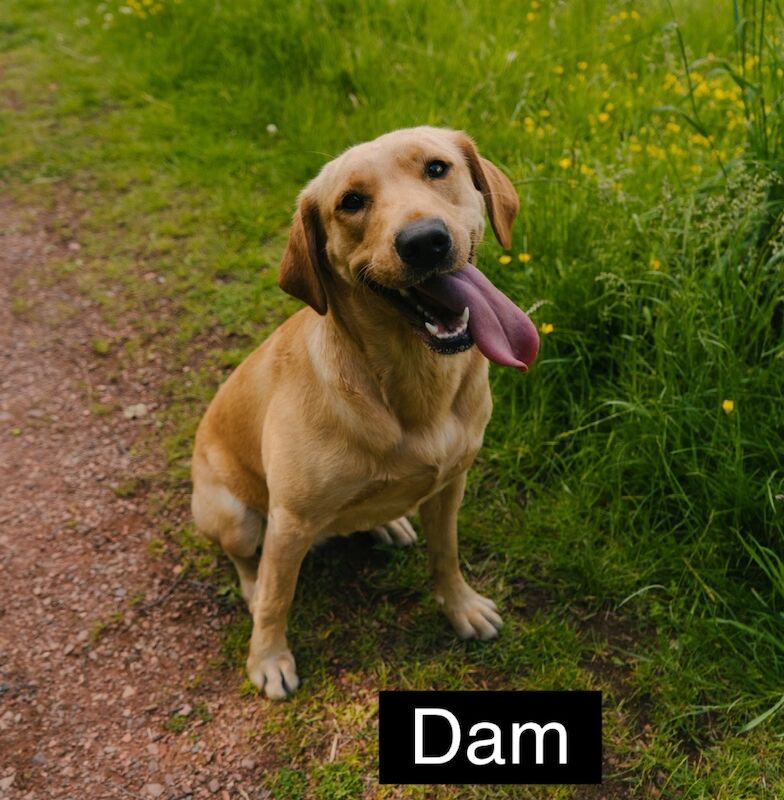 Uniquely Outstanding Czech Line German Shepherd X Working Line Labrador Retriever Puppies for sale in Arnold, Nottinghamshire - Image 3