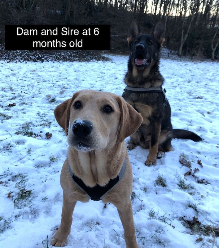 Uniquely Outstanding Czech Line German Shepherd X Working Line Labrador Retriever Puppies for sale in Arnold, Nottinghamshire - Image 4