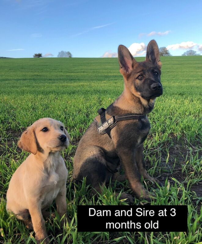 Uniquely Outstanding Czech Line German Shepherd X Working Line Labrador Retriever Puppies for sale in Arnold, Nottinghamshire - Image 5