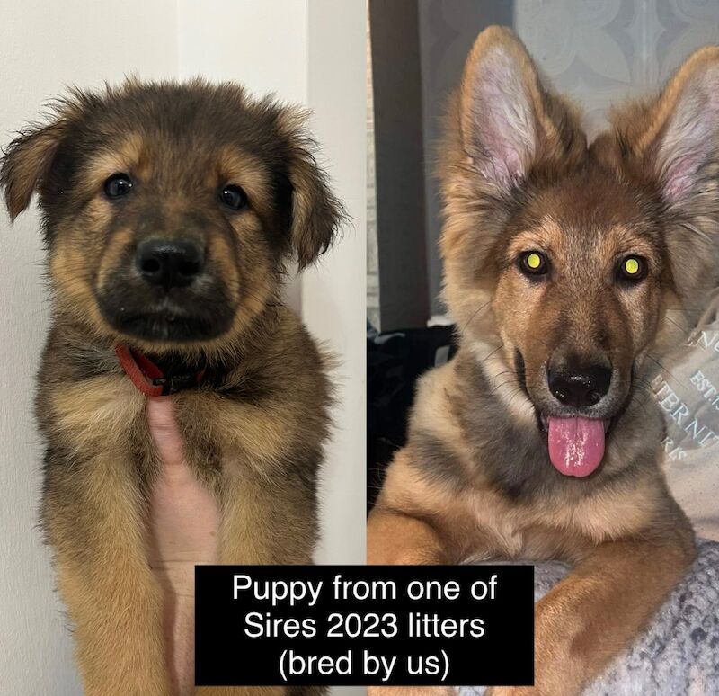 Uniquely Outstanding Czech Line German Shepherd X Working Line Labrador Retriever Puppies for sale in Arnold, Nottinghamshire - Image 6