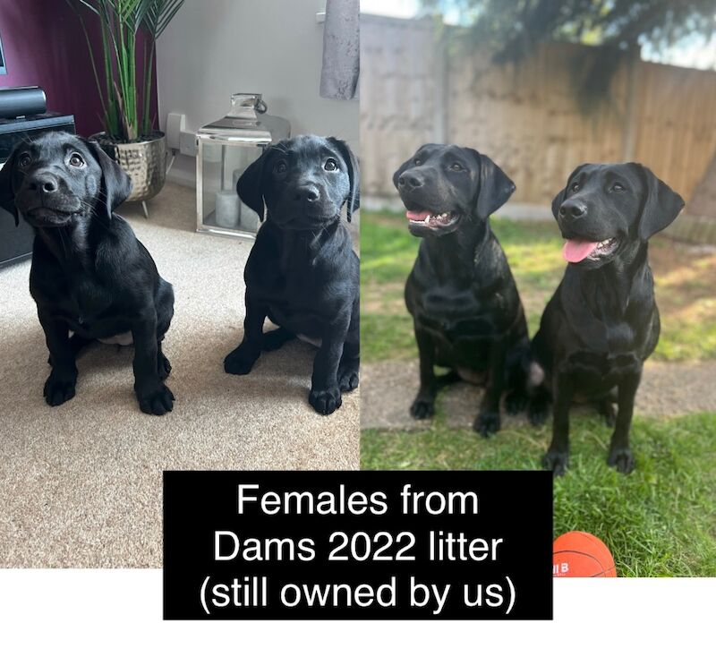 Uniquely Outstanding Czech Line German Shepherd X Working Line Labrador Retriever Puppies for sale in Arnold, Nottinghamshire - Image 7