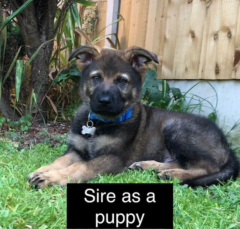 Uniquely Outstanding Czech Line German Shepherd X Working Line Labrador Retriever Puppies for sale in Arnold, Nottinghamshire - Image 9