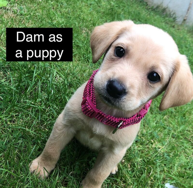 Uniquely Outstanding Czech Line German Shepherd X Working Line Labrador Retriever Puppies for sale in Arnold, Nottinghamshire - Image 10