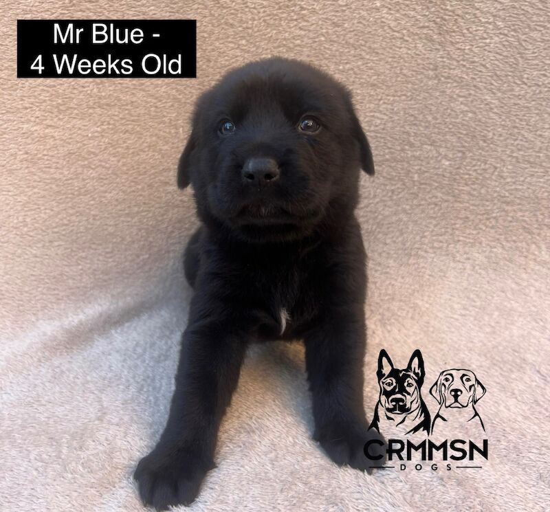 German Shepherd puppies for sale in Nottingham, Nottinghamshire – 4 weeks old - Image 2 of 13